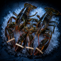 Whole lobsters 2 pieces 500g each sharing dinner seafood platter – Royal Sea
