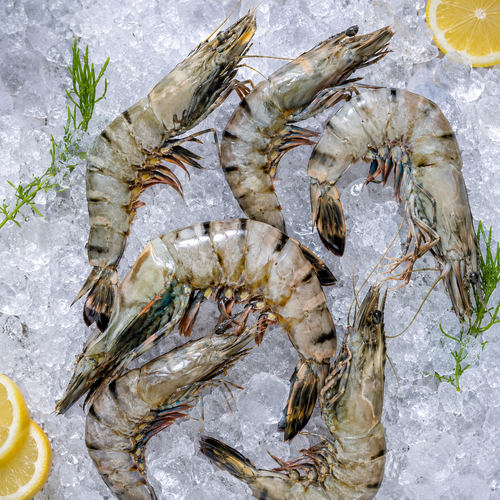 Black Tiger shrimp jumbo 10/20 count 1 KG grilling seafood – Royal Sea Egypt