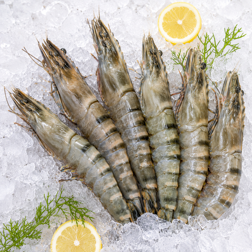 Black Tiger shrimp super jumbo U15 size 1 KG premium – Royal Sea Egypt